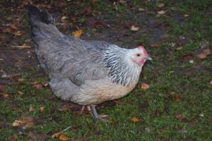 silver dorking