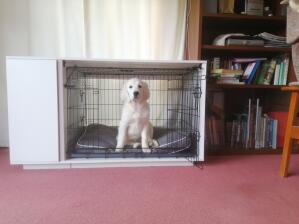 A Golden retriever dog sitting inside his crate by 