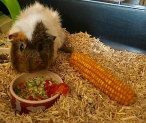 Guinea pig eating