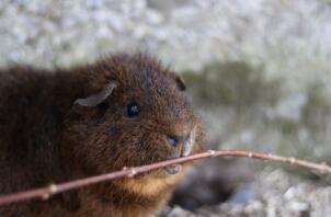 An rex cochon guinea pig.