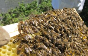 bees on newly drawn comb