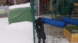 Blackberry takes advantage of the Snow