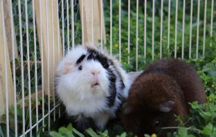 Guinea pigs in run