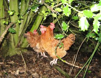 Four chickens in woods