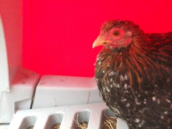 Close up of chicken in pink Eglu chicken coop