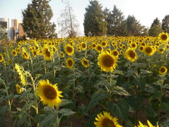 sunflowers