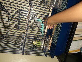 Budgies in cage