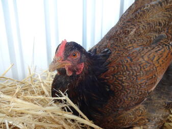 Precious is broody again!