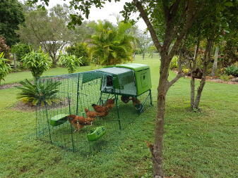 My hens settling into the coop, day one 