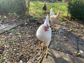 My hens