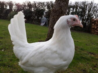 White leghorn