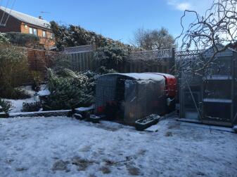 chickens in winter