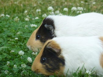 Guinea pigs outside eating grass