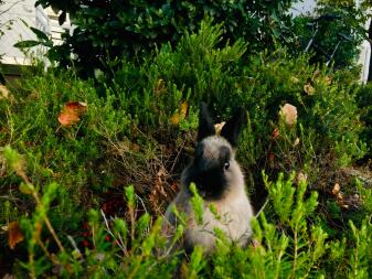 A rabbit in the wild looking about.