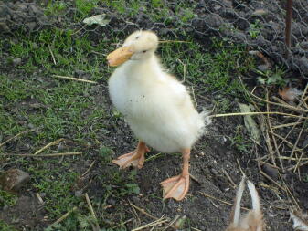 Duck in garden