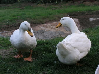 Our Ducks