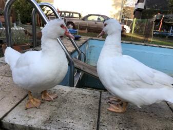 Two white ducks stood by a swimming pool