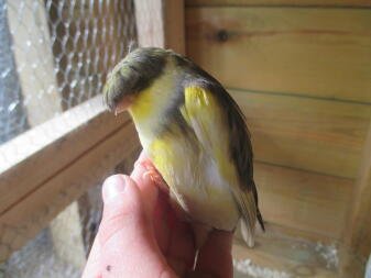 A yellow and grey small bird being held by its owner