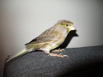 Crested Canary