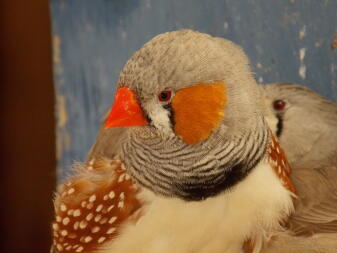 Male Zebra Finch