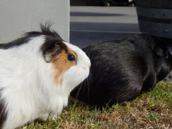 guinea pigs