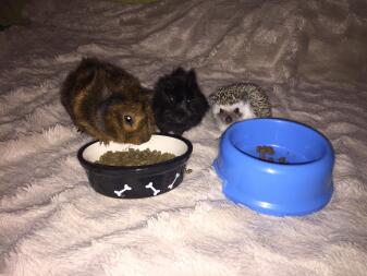 my hungry little fluffs 