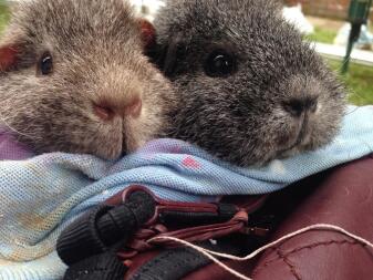 Two healthy piggies!