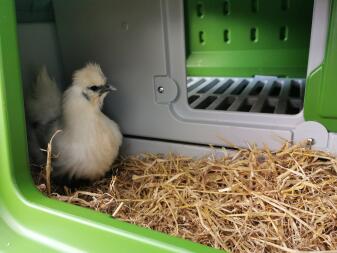 Chicken in Eglu Cube large chicken coop