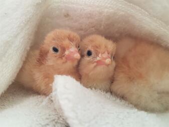 Chicks