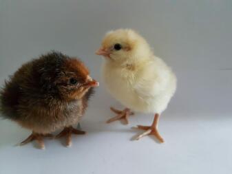 Chicks