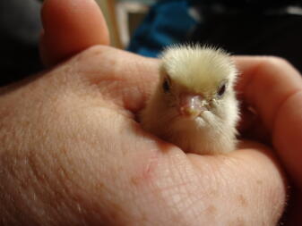 Baby japanese quail 