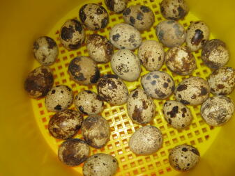 eggs in an incubator