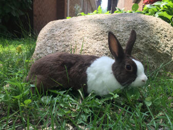 Gayle, netherlands dwarf exploring