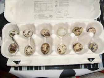 Quail eggs in box