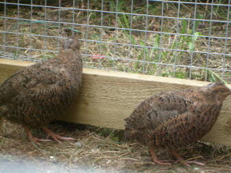 Chickens looking out of run