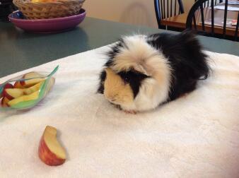 Patches having some apple!