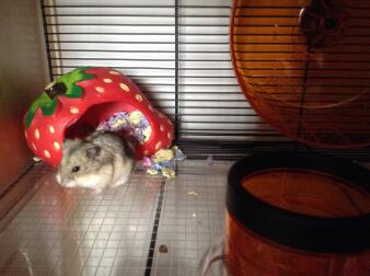 My hamster in her new quote hamster cage