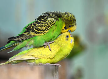 Two parakeets mating