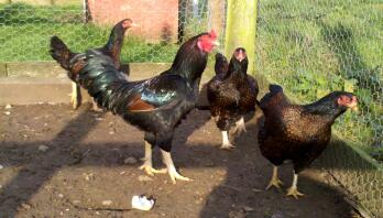 Chickens in their run looking outside