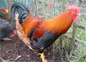 Chicken looking out of run