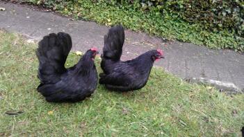 japanese hens