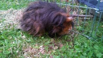 Max the Texel piggie before a haircut