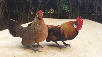 My gold dutch bantams
