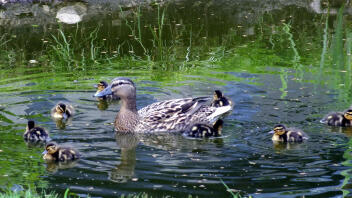 Day old ducklings