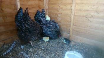 two broody scots greys.