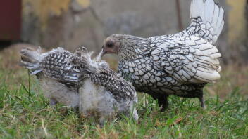 Three chickens on some grass