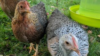 Gold & Silver Welbar Bantams