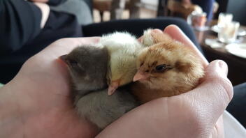 Chicks in hand