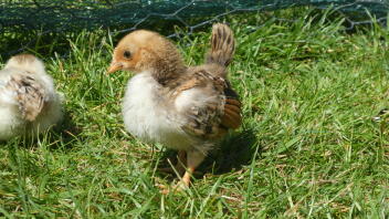 Chicks in garden