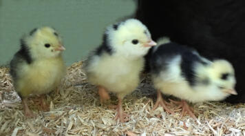 Day old Houdan chicks